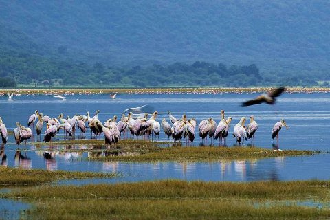 Lake Manyara National Park 1