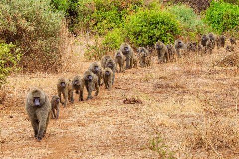 Lake Manyara National Park 2