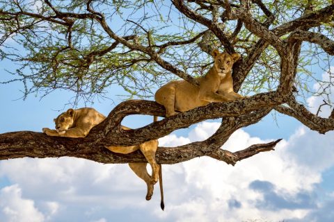 Lake Manyara National Park 3