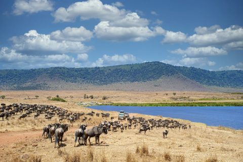 Safari vehicles with tourists in between large herds of Wildebeest (Gnu, Connochaetes) and Zebras (Equus quagga, formerly Equus burchelli) inside world famous Ngorongoro Crater.

Location: Ngorongoro Conservation Area, Northern Tanzania. Shot in wildlife.