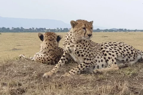 Northern serengeti 3